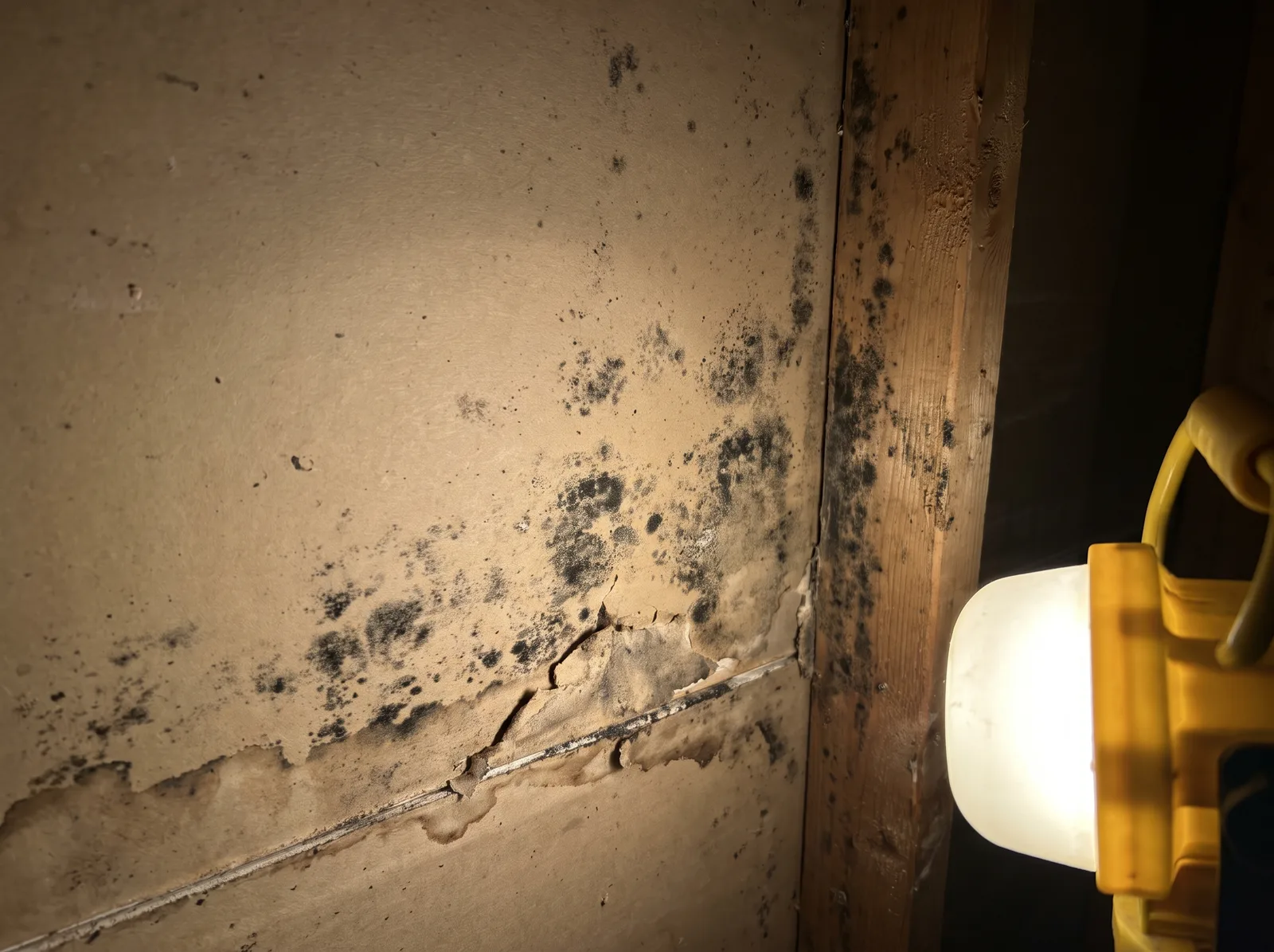 Dark mold growth on the back of removed drywall and a wood stud in a Pennsylvania basement cavity during remediation documentation.